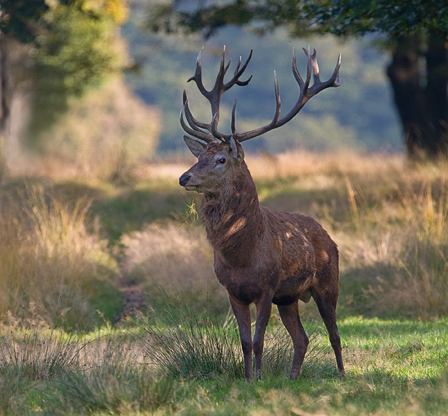 edelhert op de veluwe 1.jpg